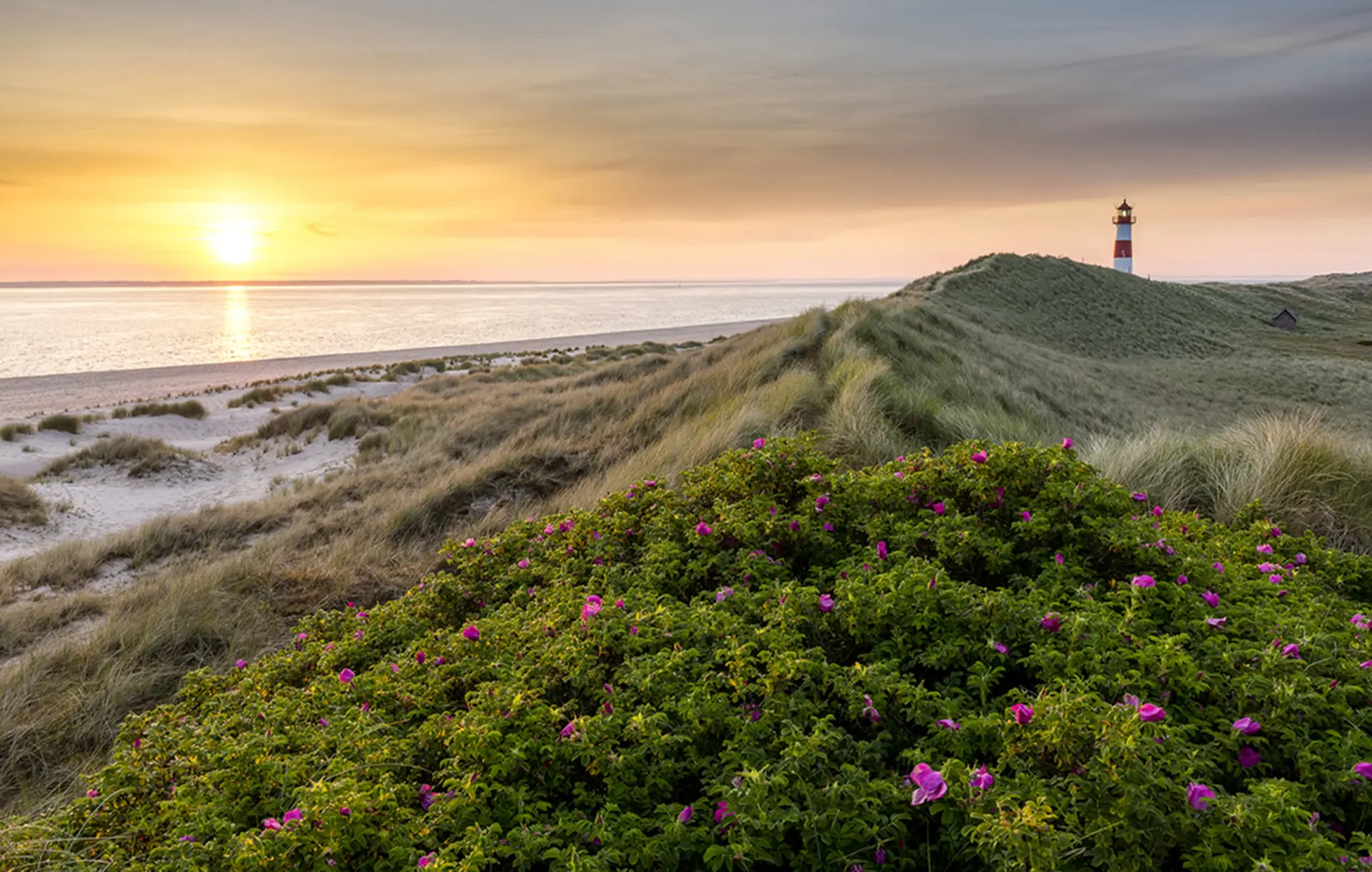 Ein Leuchtturm steht auf einer Düne an einem Meeresstrand bei Sonnenuntergang. Eine Pflanzendecke aus blühenden Sträuchern bedeckt den Vordergrund.