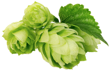 Mehrere grüne Hopfenzapfen liegen nebeneinander, umgeben von Blättern.