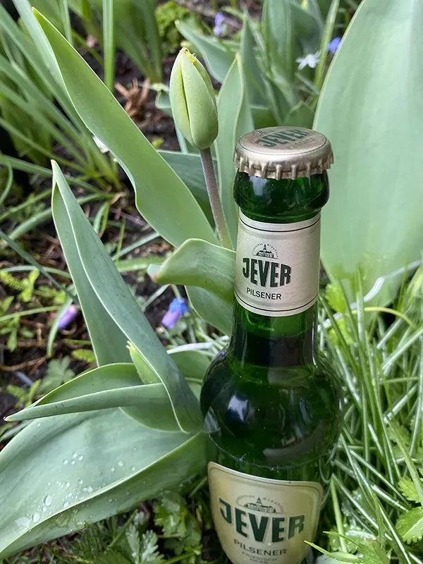 Eine Bierflasche steht zwischen grünen Pflanzen und Gras mit Tautropfen.