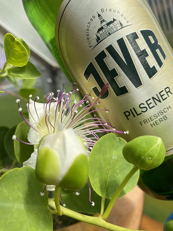 Eine Jever Pilsener Flasche steht hinter einer geöffneten Kapernblüte.