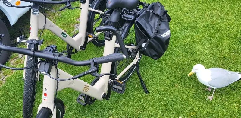 Zwei abgestellte Jever Fahrräder mit Gepäcktasche. Rechts daneben steht eine Möwe auf grünem Rasen.