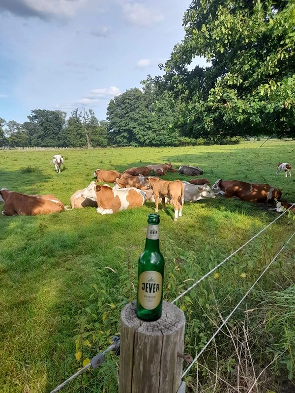 Jever Bierflasche auf einem Zaunpfahl im Vordergrund. Im Hintergrund liegt eine Kuhherde auf einer Wiese unter Bäumen.