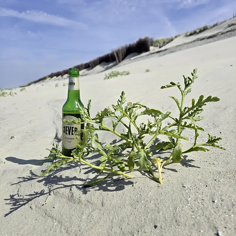 Eine Jever Bierflasche steht im Sand neben einer Pflanze. Im Hintergrund sind Dünen und blauer Himmel.