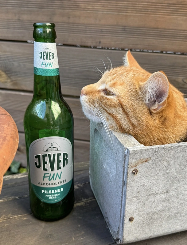 Katze in Holzkiste neben Jever Bierflasche. Holzwand und Tisch im Hintergrund.