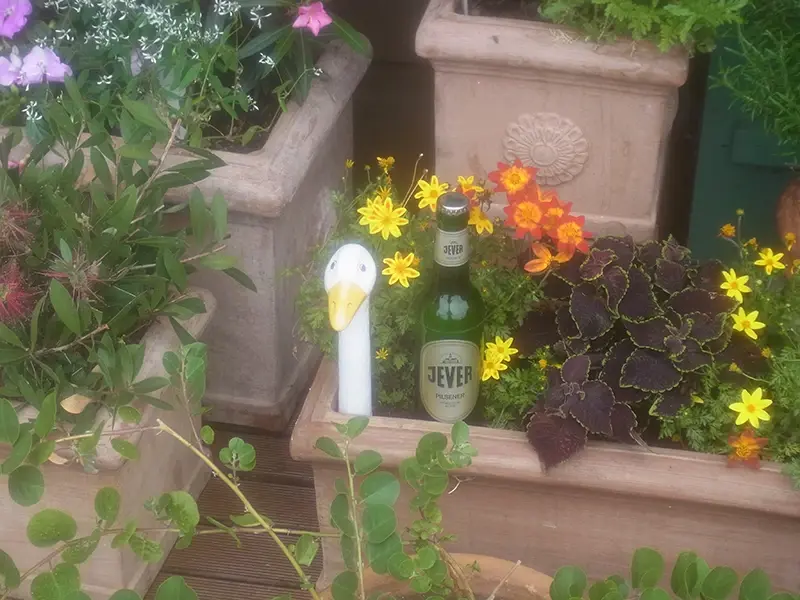 Zwischen blühenden Pflanzen in einem Blumenkasten steht eine Jever-Bierflasche neben einer kleinen Gänsefigur aus Keramik.