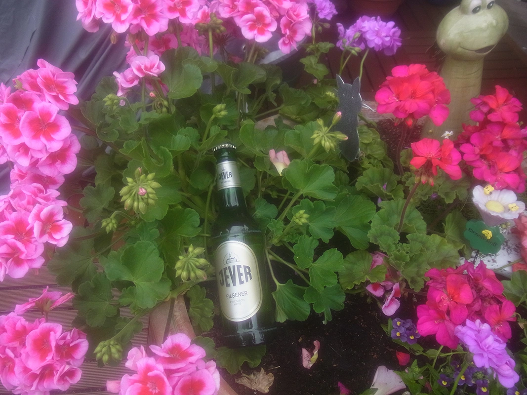 Flasche Jever Pilsener liegt zwischen pinken Blüten und grünen Pflanzen.