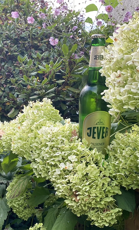 Eine Flasche Jever Pilsener ist in einem Garten zwischen grünen Hortensien platziert.