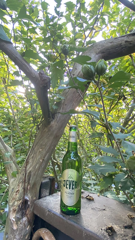 Jever Pilsener Flasche steht auf einer Holzfläche zwischen dichtem Blattwerk und Ästen.