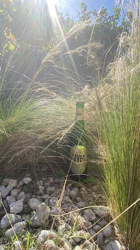 Jever Pilsener Flasche steht zwischen hohen Gräsern und Steinen. Sonnenlicht fällt durch die Pflanzen.